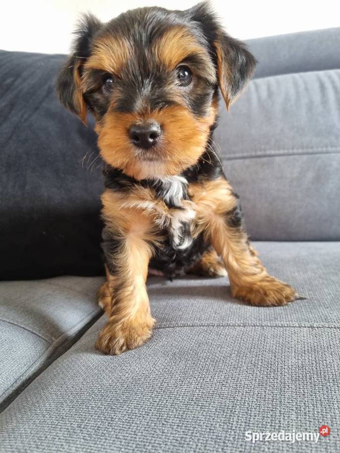 Szczeniaki York Sunia Klecie