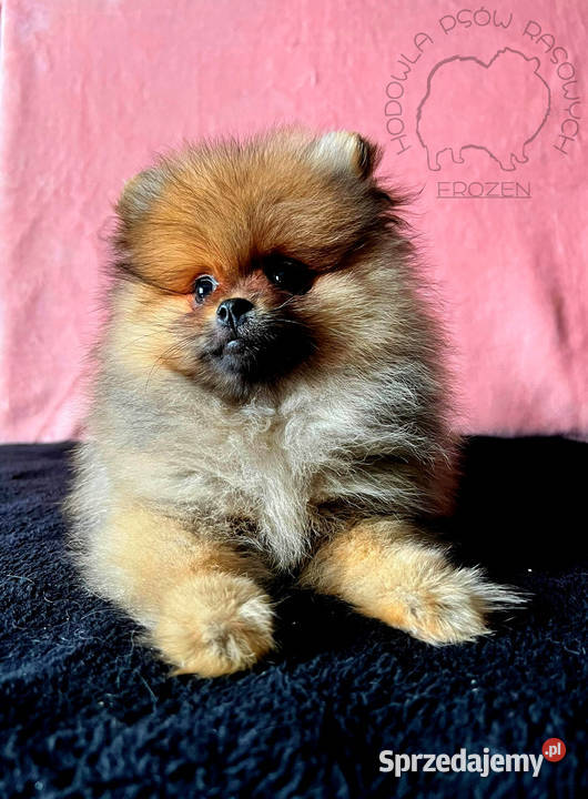 Szpic miniaturowy Pomeranian suczka ORANGE Łódź sprzedam