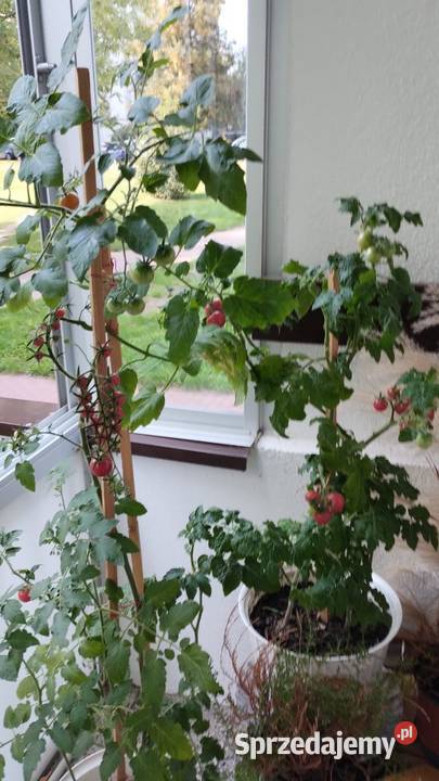 Ziemia ogrodowa czarna czarnoziem lubelskie