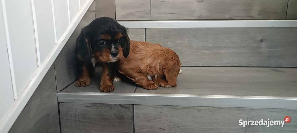 Cavalier King Charles Spaniel Dziewczynka Ruby Dąbrowa Górnicza sprzedam