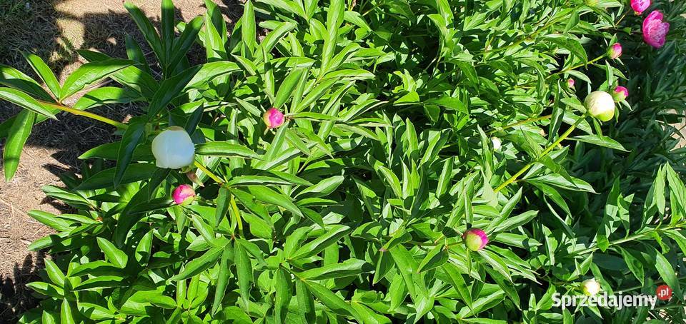 Piwonia peonia różne kolory hurt detal mazowieckie Warszawa