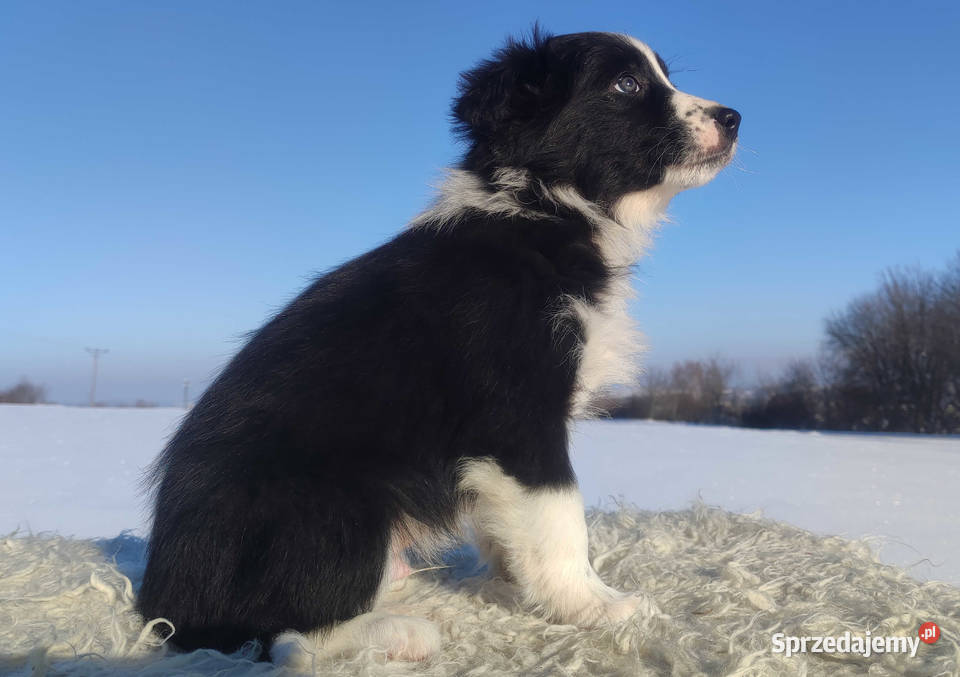 Szczeniak BORDER COLLIE z prof Hodowli Pies z Pozostałe Pozostałe Kraków