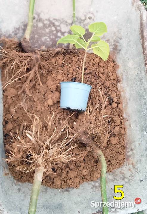 Drzewa tlenowe Paulownia OXYTREE tegoroczne Rudnik nad Sanem