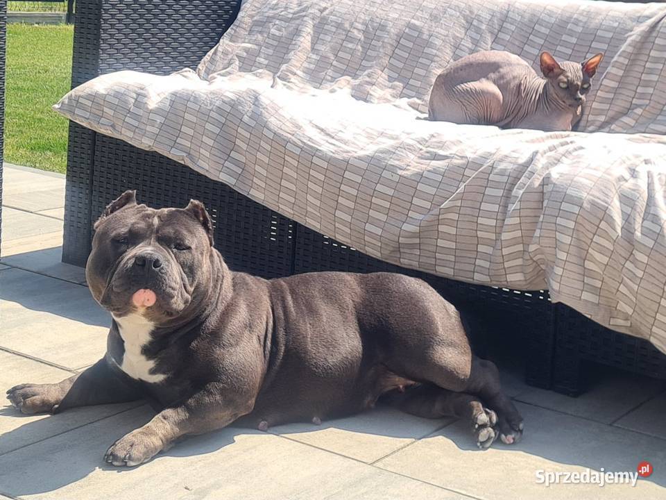 American Bully Pocket Abkc Okonek sprzedam