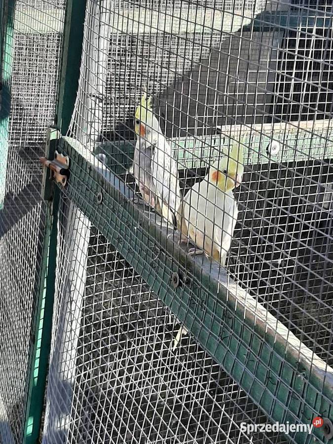 Papugi nimfy para małopolskie Skała