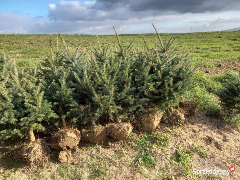 Choinki świerk jodła hurt detal Pozostałe Śniadka Druga