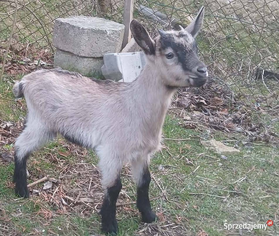 Sprzedam koziołki Raba Wyżna