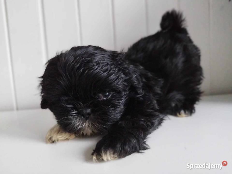 Shih Tzu Prześliczne Czarne Maluszki Malutkich Dąbrowa Górnicza