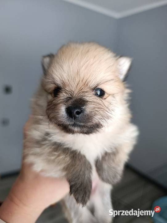 Szpic miniaturowy Przepiękny maluchr Szpic miniaturowy Warszawa