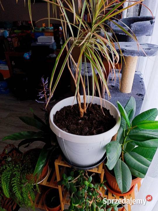 dracena obrzeżona do pilnej sprzedaży Poznań sprzedam