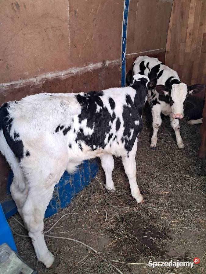 Cielaki mieszańce Klonownica Mała