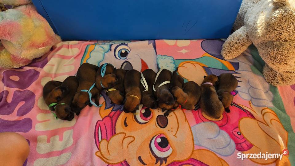 Owczarek Belgijski Malinois FCIZKWP Lubnów sprzedam
