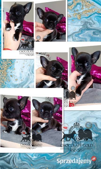 Chihuahua krótkowłosa piesek czarny unikatowy sprzedam