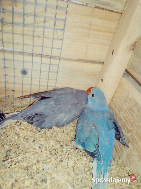 Aleksandretty Aleksandretta Zwierzęta Podmokle Małe