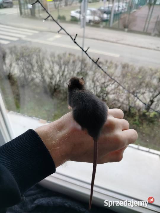 Szczur Szczury Szczurki Młode Bydgoszcz