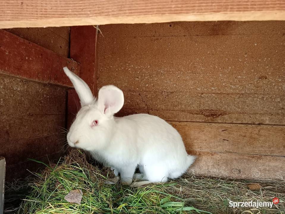 Króliki podkarpackie Ruda