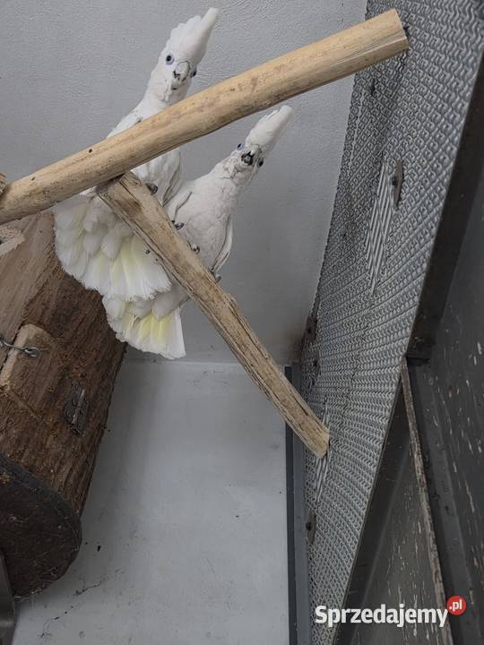 Dorosła para Kakadu Mała Salomońska łac Cacatua Rawicz