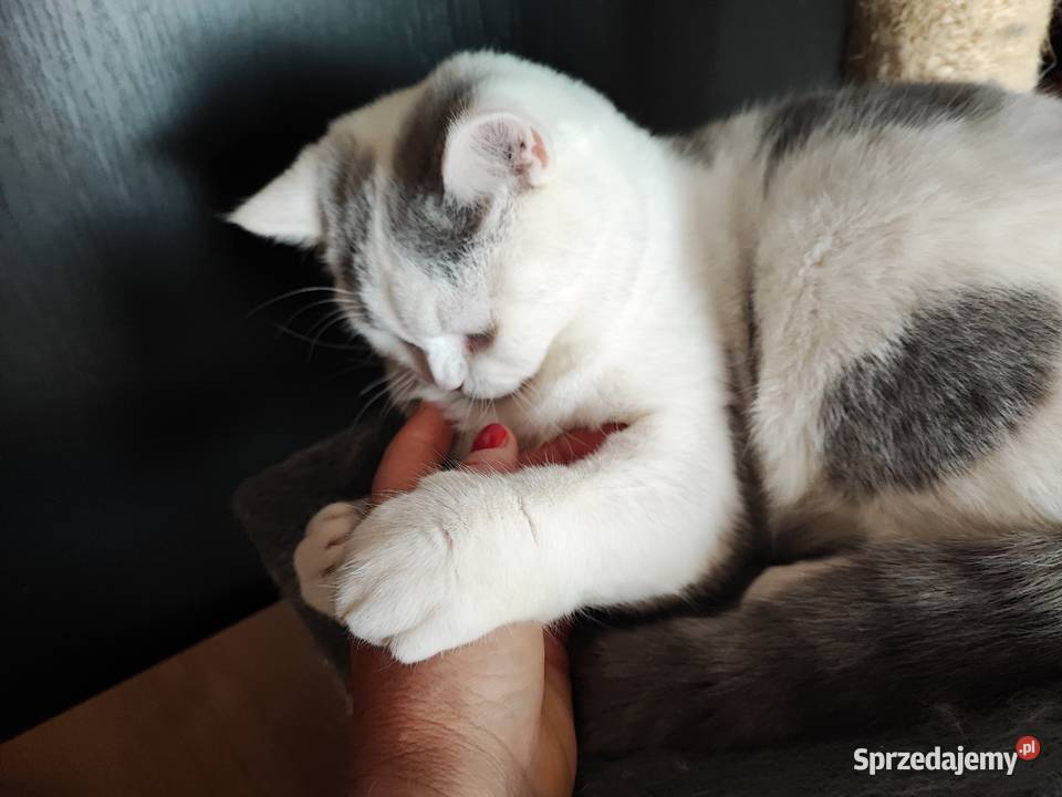 Prześliczny niebieski arlekin szuka nowego domu mazowieckie Warszawa