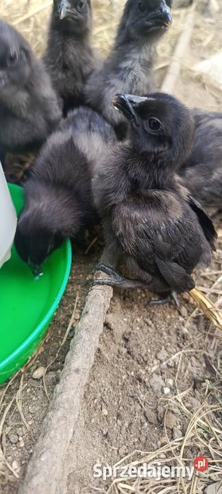 Kury Ayam Cemani czarne i białe Jastrzębie-Zdrój