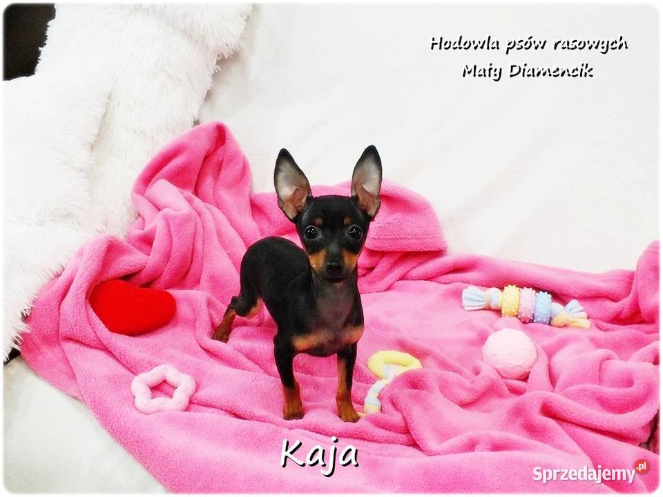 Pinczer miniaturowy Ratlerek Suczka KAJA z lubuskie Żary