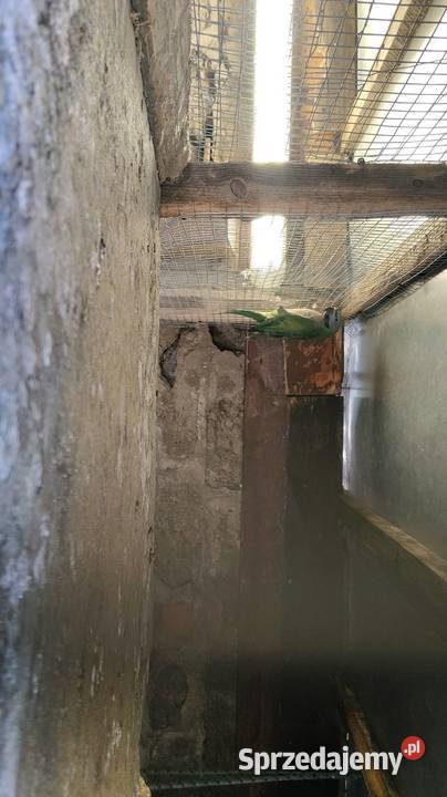 Sprzedam papugi chińskie parę lubuskie Drezdenko