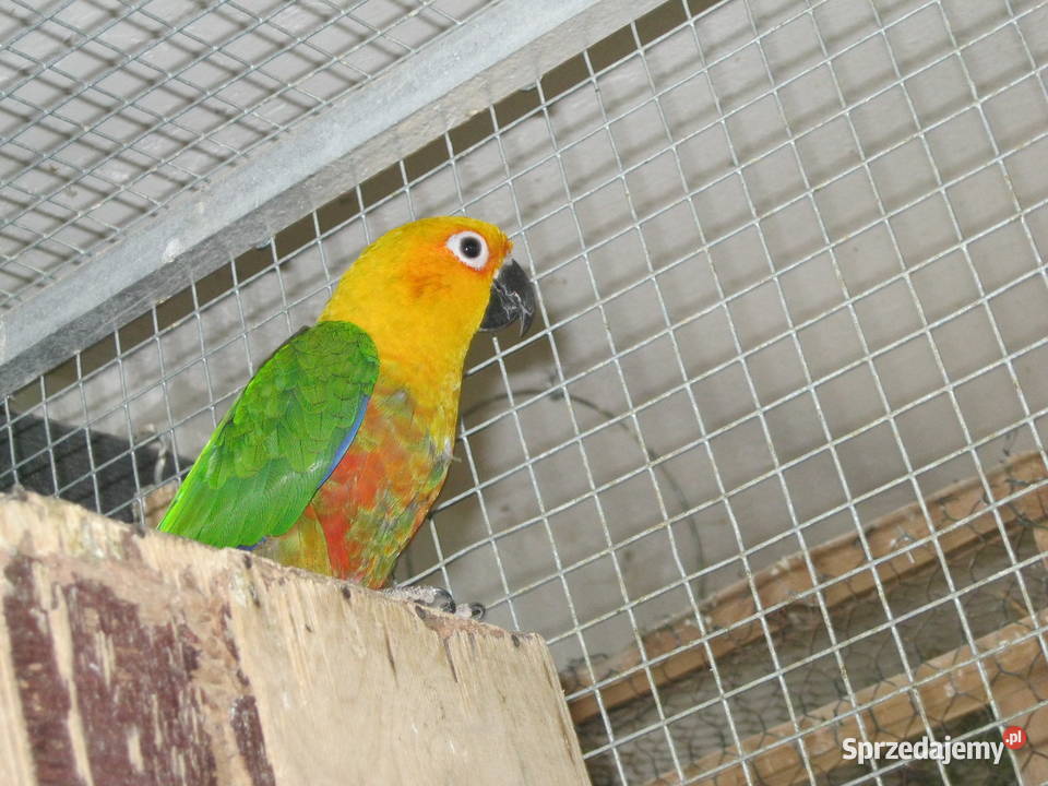 Konury Ognsitobrzuche 25 r Luboń