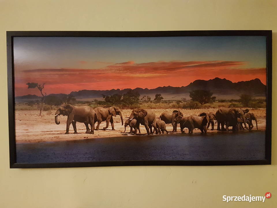 Obraz Slonie sawanna zahód sloncawym 53x103 Mielec sprzedam
