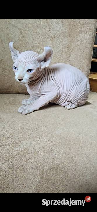 Gotowy do odbioru BIAŁY SFINKS SPH SPHYNX domowa