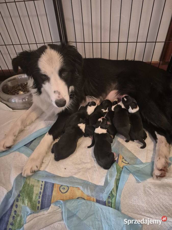 Border Collie Border Family Suchedniów