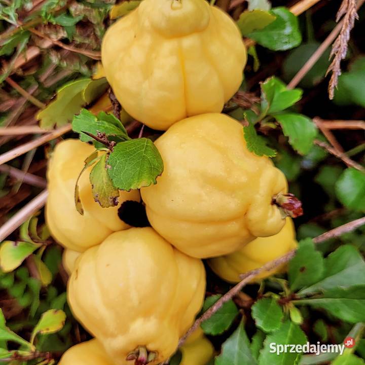 Sok tłoczony ze zwieżych owoców pigwowca NFC Szczawin sprzedam