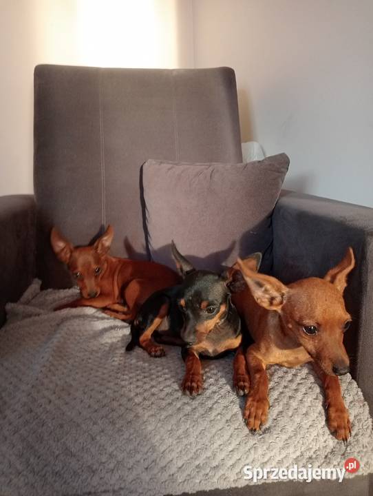 Ratlerek Pinczer miniaturowy Świnice Warckie sprzedam