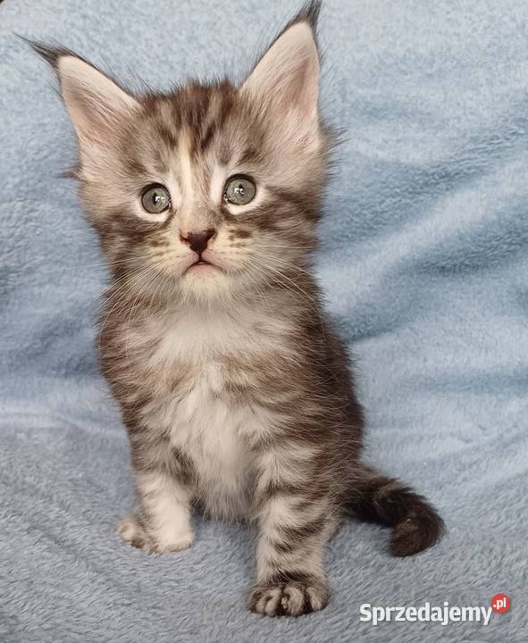 Maine Coon kotka rodowód FPL Koty małopolskie Olkusz