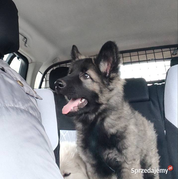 Owczarek Staroniemiecki Owczarek Opole