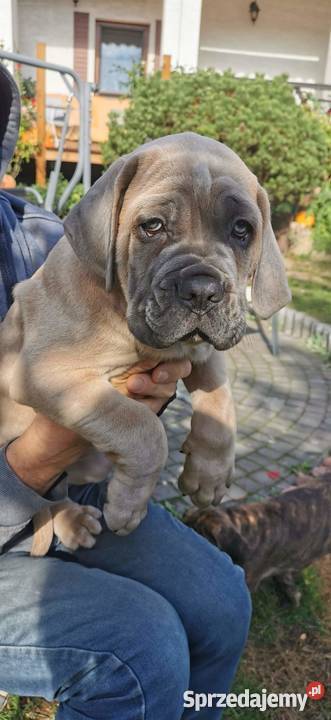 SZCZENIĘTA CANE CORSO Puławy