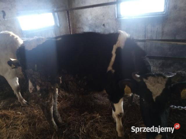 Jałówki Wilkasy sprzedam