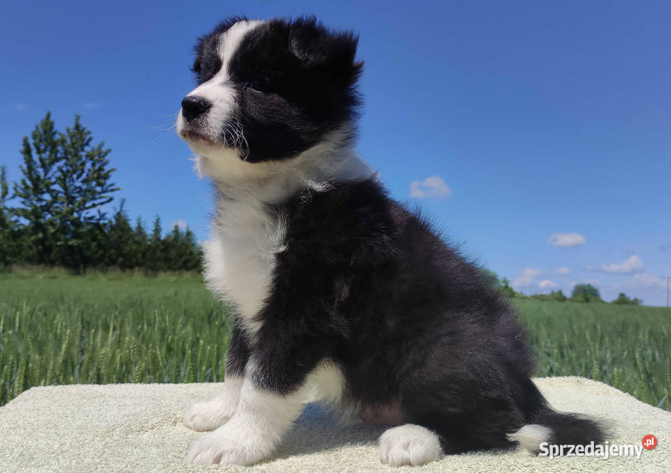 Piękny czarnobiały Border Collie pies ZAFIR z Iwonicz