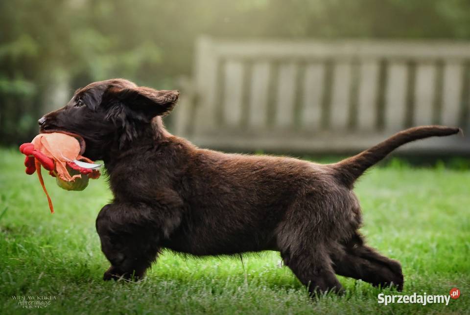 FlatCoated Retriever ZKwP FCI czarne i Tarnów