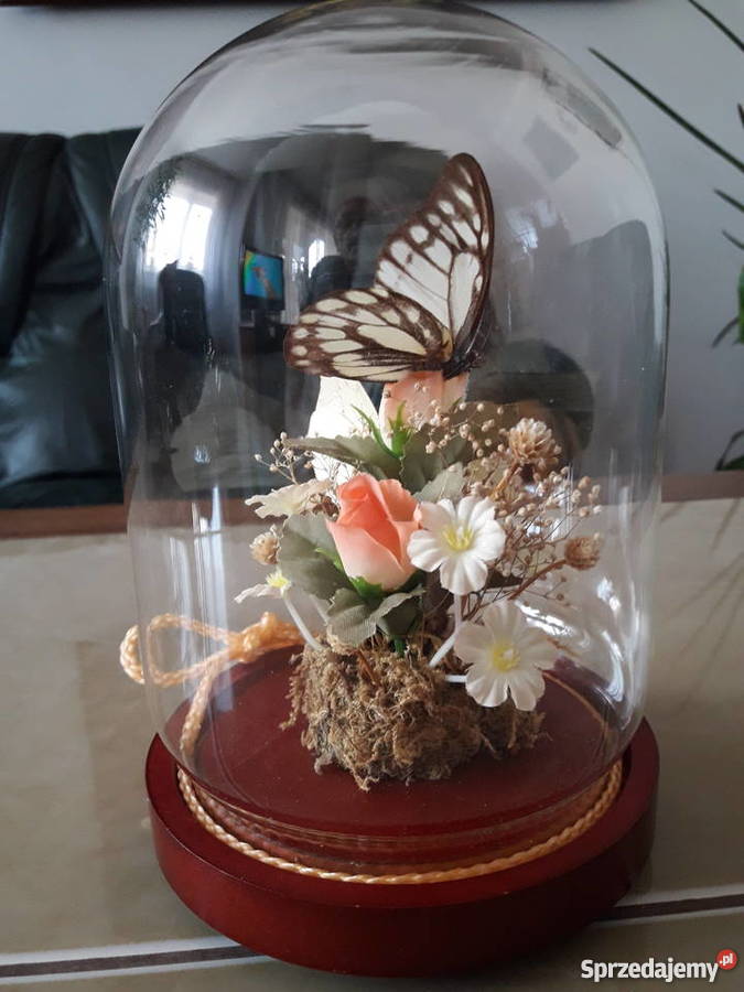 Wieczne motyle pod szklaną kopułą Janów Lubelski