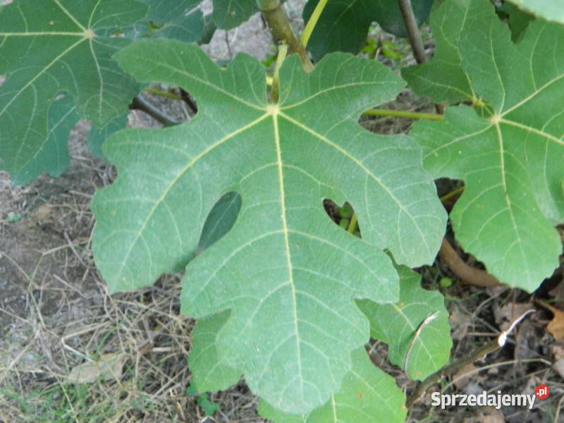 FIGOWIEC Figi Brown Turkey sadzonki w doniczkach kujawsko-pomorskie