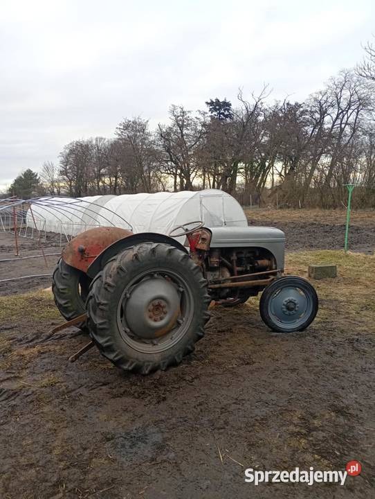 Sprzedam Fergusona wielkopolskie Łubowo