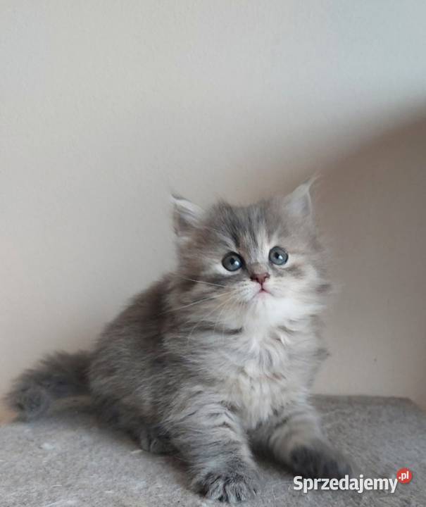 Śliczna Niebieska Kotka Syberyjska PZFWCF mazowieckie Sochaczew