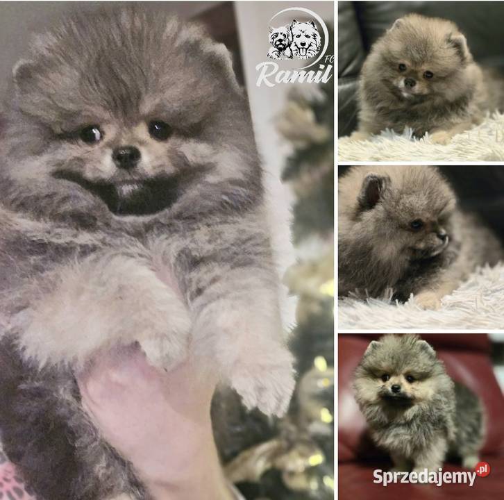 Pomeranian szpic miniaturowy zkwp FCI Piątkowisko