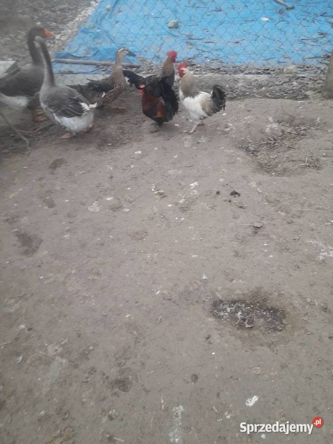 Kogutki seramki male i kogutki duże zwykle Drób i ptactwo Czarnocin sprzedam