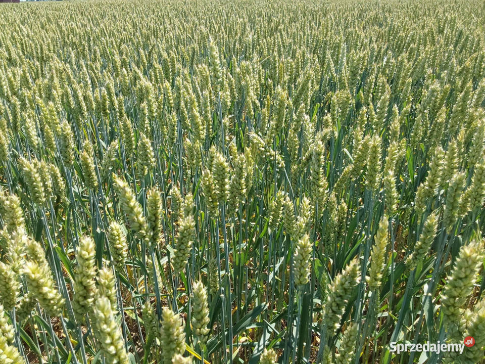 Pszenica ozima Kariatyda jakościowa A Vibrance Kępno