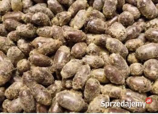 Kokony pszczoły murarki 10