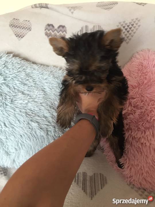 Suczka York Zwierzęta Poznań