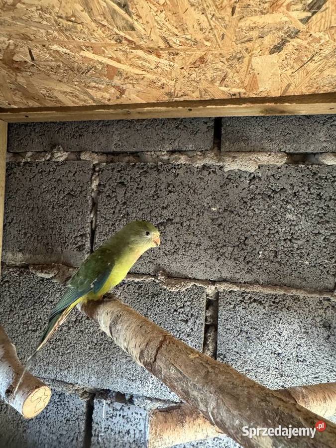 papugi barabandy samce Boruja Kościelna