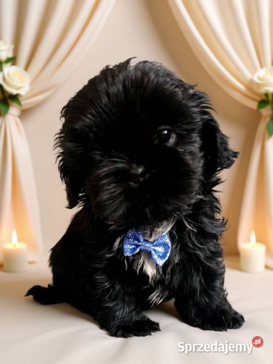 Śliczny piesek rasy ShihTzu szuka domku Shih Tzu opolskie Namysłów