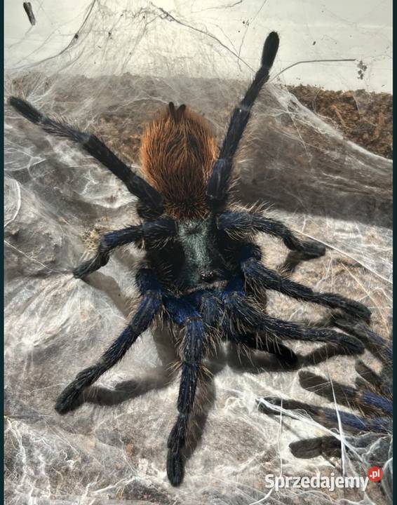 Ptaszniki pająki pająk skakun skorpion Gdańsk