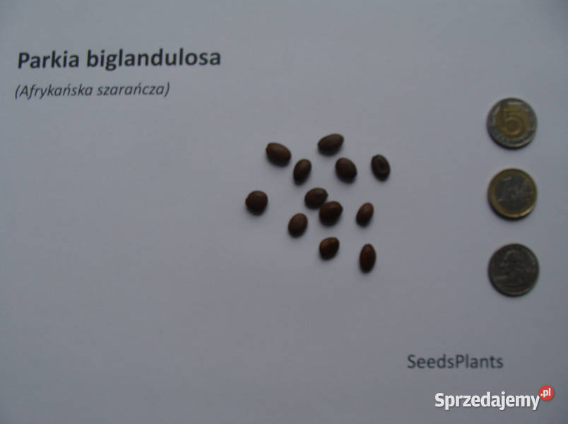 AFRYKAŃSKA SZARAŃCZA Parkia biglandulosa NASIONA